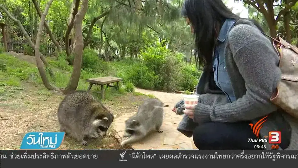 แร็กคูนในจีนขออาหารจากนักท่องเที่ยว