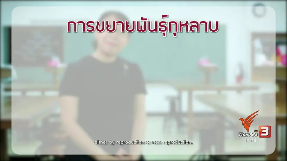 soเชี่ยว FAKE or FACT : การปักชำกุหลาบในหัวมันฝรั่งสามารถออกดอกได้จริงหรือไม่