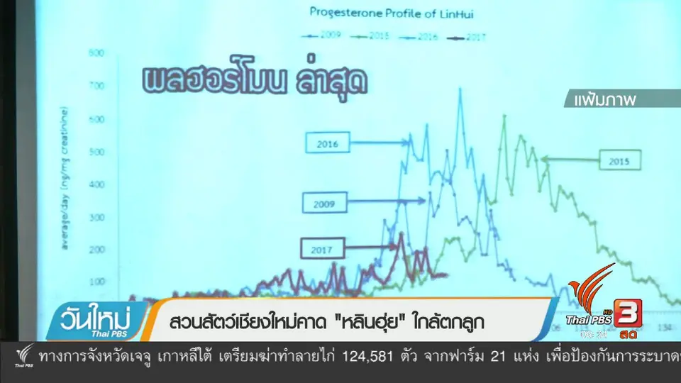สวนสัตว์เชียงใหม่คาด "หลินฮุ่ย" ใกล้ตกลูก
