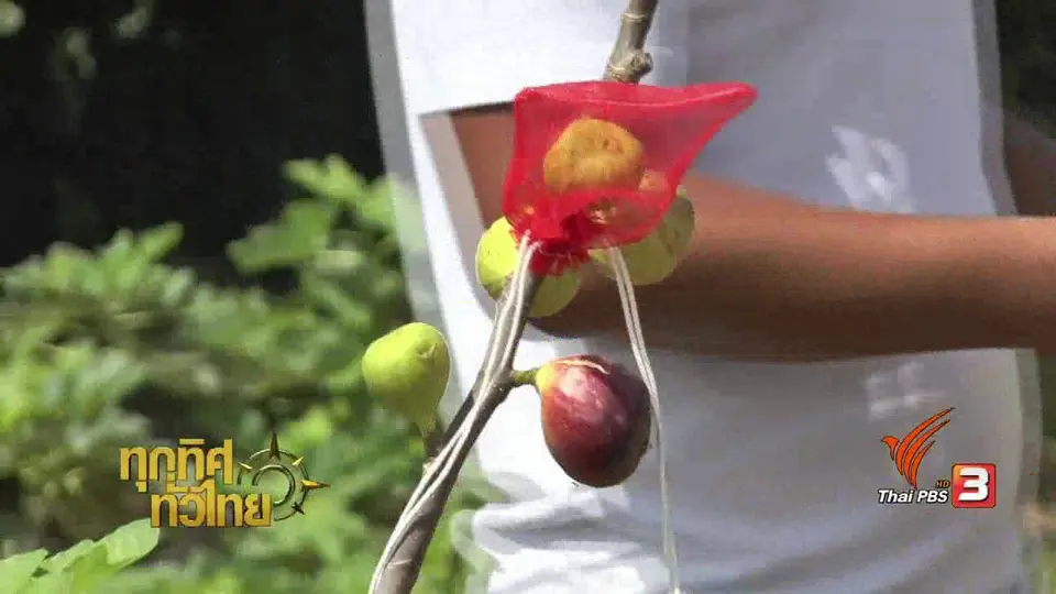 อาชีพทั่วไทย : การเพาะพันธุ์ต้นมะเดื่อฝรั่ง