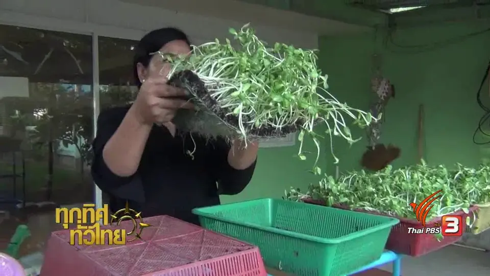 อาชีพทั่วไทย : ปลูกต้นอ่อนทานตะวัน