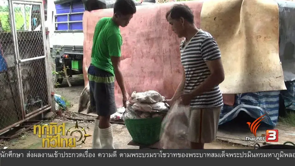 อาชีพทั่วไทย : การทำปลาส้ม