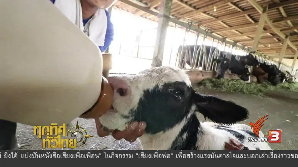 อาชีพทั่วไทย : การผลิตนมคุณภาพ