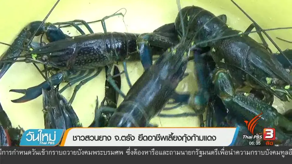 ชาวสวนยาง จ.ตรัง ยึดอาชีพเลี้ยงกุ้งก้ามแดง