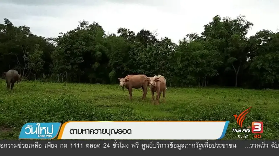 ตามหาบุญรอด