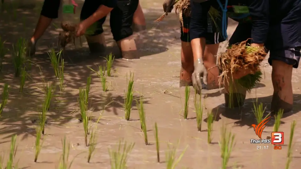 เครือข่ายศาสตร์พระราชา ปลูกวันแม่ในที่ดินของพ่อ