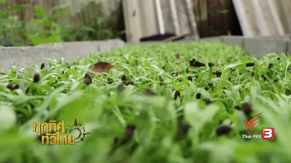 อาชีพทั่วไทย : ปลูกต้นบักผุ้งอ่อน