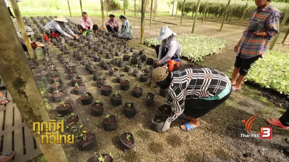 อาชีพทั่วไทย : การเพาะปลูกไม้ประดับ