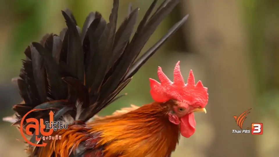 นักอนุรักษ์ไก่แจ้ไทย