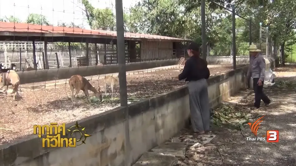 อาชีพทั่วไทย : เพาะพันธุ์ลูกกวางขาย