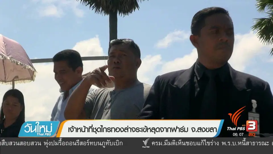 เจ้าหน้าที่ชุดไกรทองล่าจระเข้หลุดจากฟาร์ม จ.สงขลา