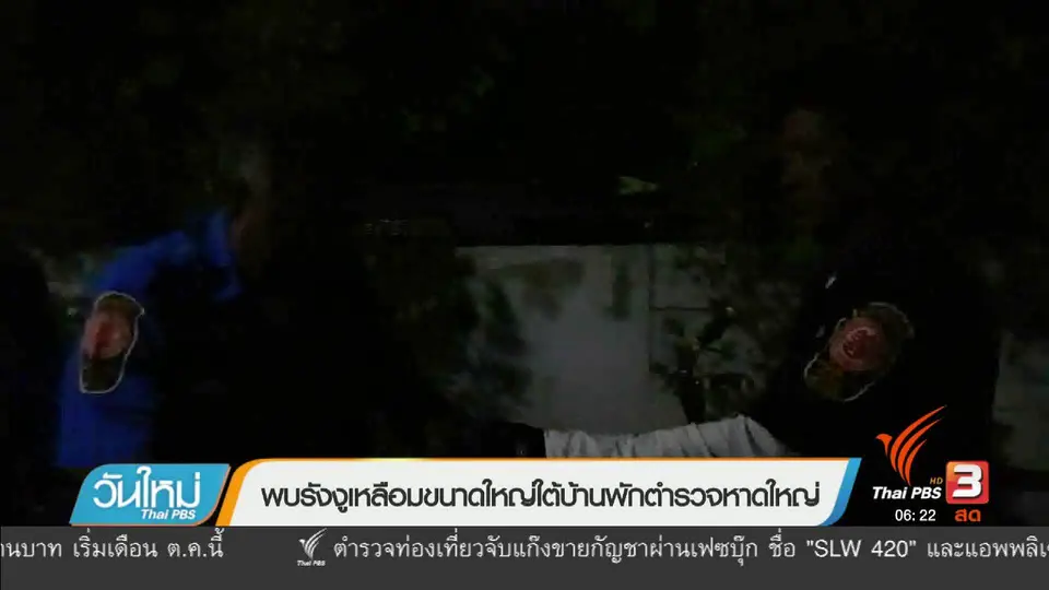 พบรังงูเหลือมขนาดใหญ่ใต้บ้านพักตำรวจหาดใหญ่