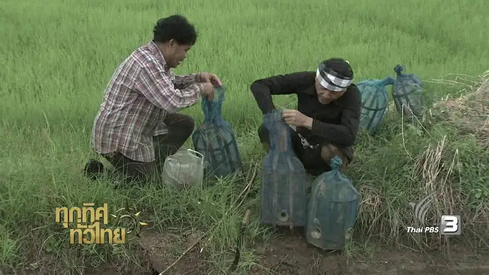 วิถีทั่วไทย : "อีจู้" จับสัตว์น้ำ