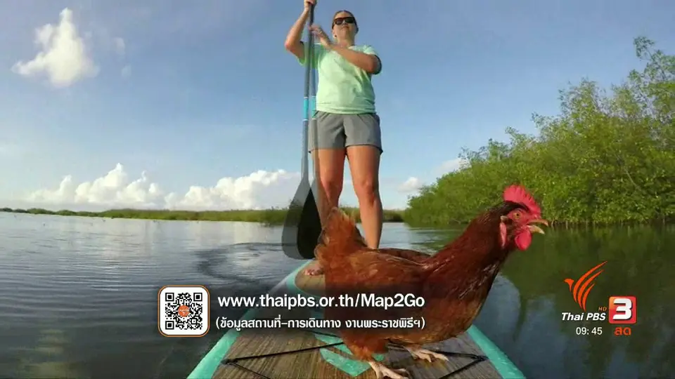 แม่ไก่ชอบเล่นกระดานพาย