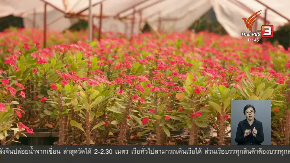 ตะลุยทั่วไทย : ปลูกโป๊ยเซียน