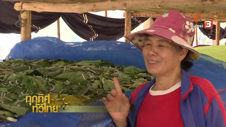 อาชีพทั่วไทย : ปลูกหม่อนเลี้ยงไหม ทอผ้าที่อุตรดิตถ์