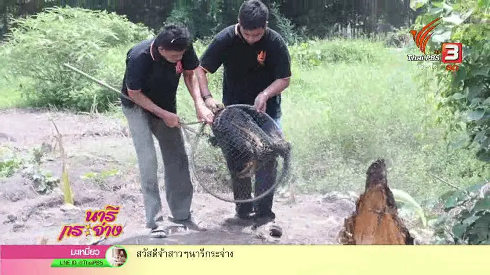 นารีสนทนา : พูดคุย "หมออาสา" ฝ่าวิกฤติช่วยสัตว์จรจัดพ้นพิษสุนัขบ้า