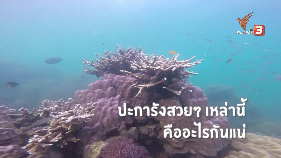 คิดส์เรียนรู้ : ปะการัง