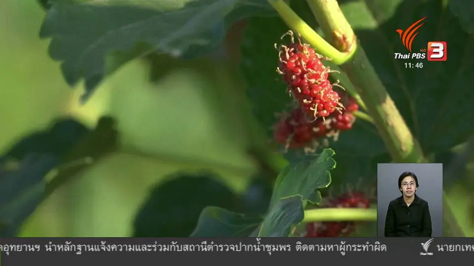 ตะลุยทั่วไทย : ปลูกมัลเบอร์รี