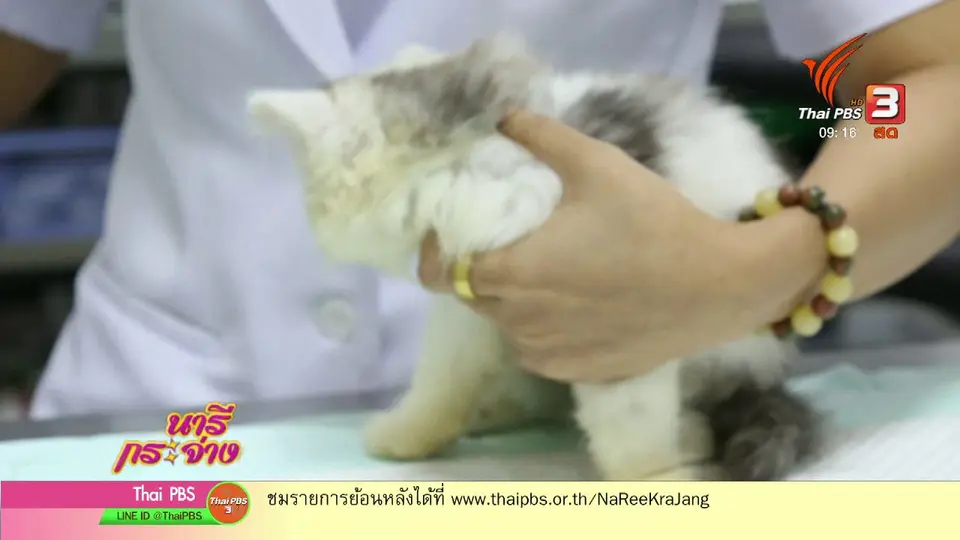 นารีสนทนา : รับหมา - แมวมาเลี้ยงอย่างไร ไม่ให้เป็นการทารุณ
