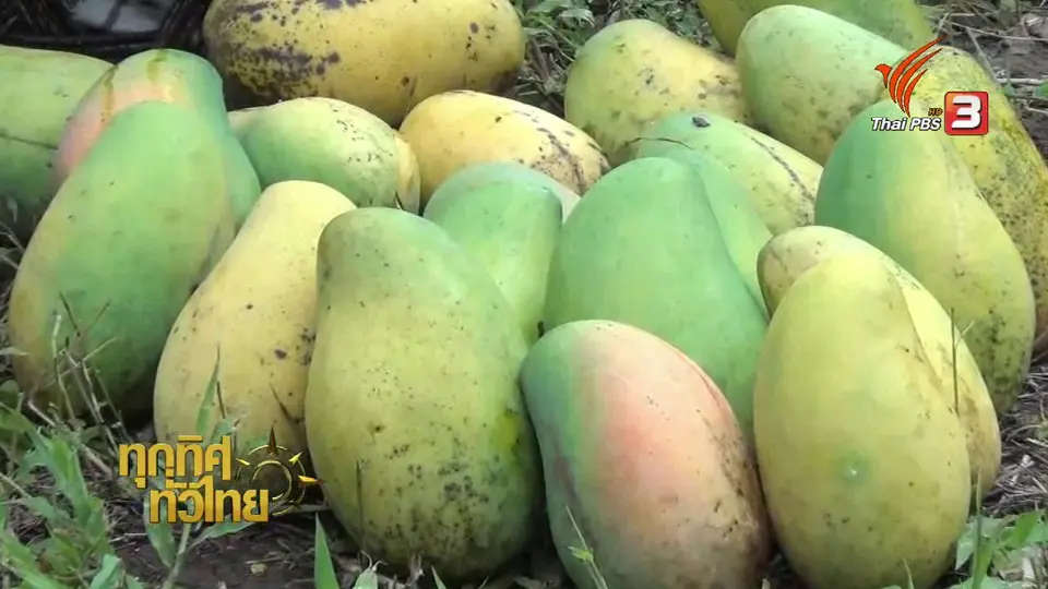 อาชีพทั่วไทย: แม่ค้าประจวบฯ นำมะม่วงสุกคาต้นมาทำมะม่วงกวนขาย
