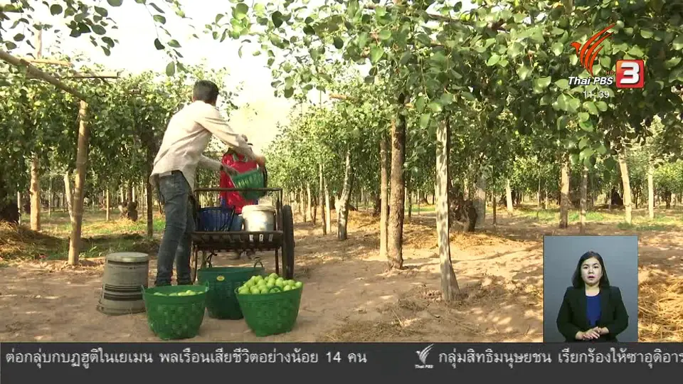 ตะลุยทั่วไทย : ปลูกพุทรานมสด