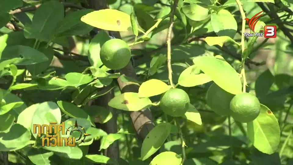 อาชีพทั่วไทย: เกษตรกรรุ่นใหม่ จ.อุทัยธานี หันมาทำเกษตรผสมผสาน