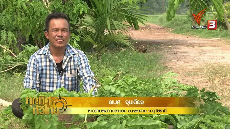 วิถีทั่วไทย : เก็บยอดอ่อนต้นซึกทำแกงผักซึก