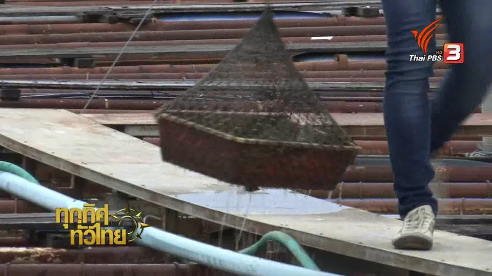 อาชีพทั่วไทย : เพาะเลี้ยงหอยมุกน้ำจืด