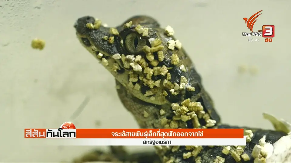 จระเข้สายพันธุ์เล็กที่สุดฟักออกจากไข่