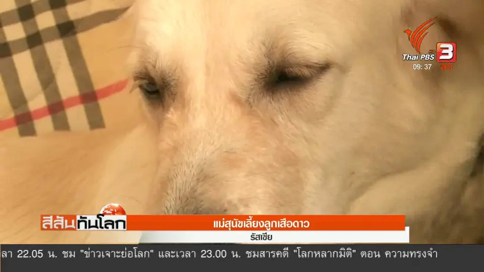 แม่สุนัขเลี้ยงลูกเสือดาว