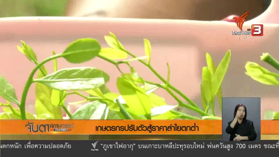 เกษตรกรปรับตัวสู้ราคาลำไยตกต่ำ