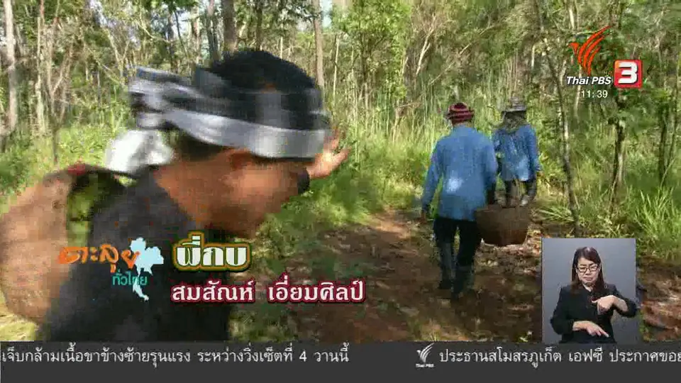 ตะลุยทั่วไทย : เห็ดหำฟาน