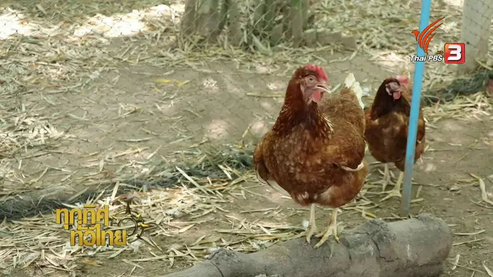 เกษตรกรราชบุรีเลี้ยงไก่ไข่อารมณ์ดี
