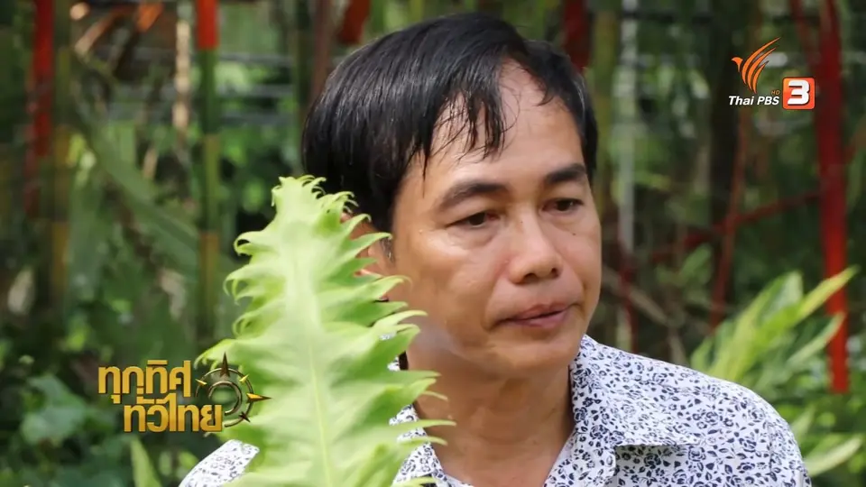 เกษตรกรราชบุรีเพาะเนื้อเยื่อ – พัฒนาสายพันธุ์เฟิร์น ส่งออก
