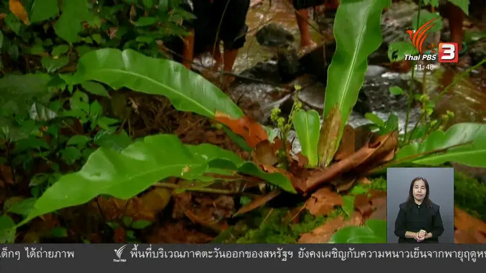 ตะลุยทั่วไทย : ปูผา ปลีกล้วยหก