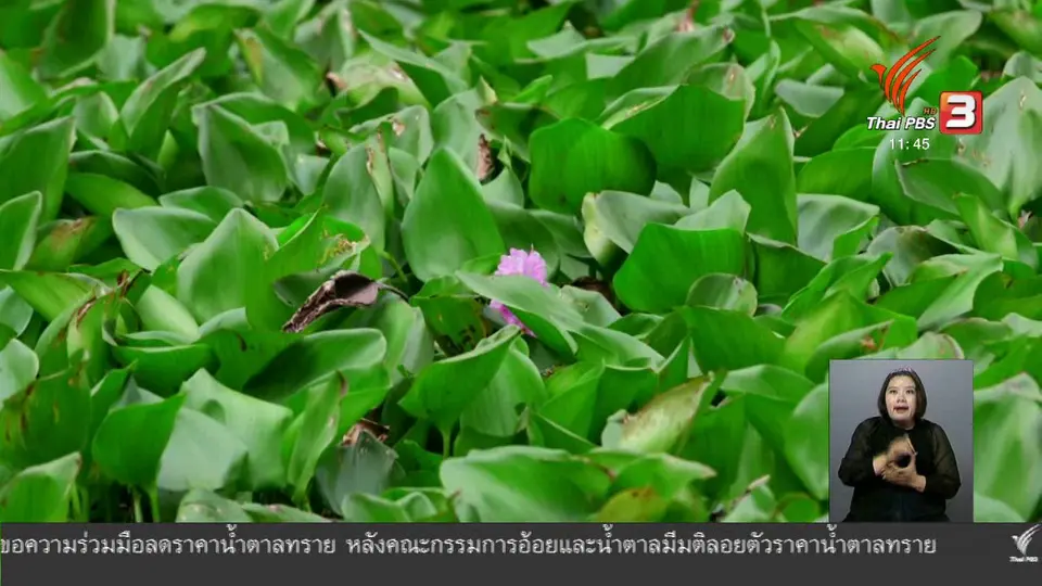 ตะลุยทั่วไทย : แกงส้มผักตบ