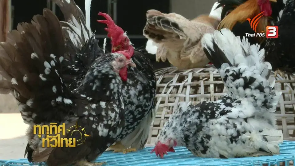 เลี้ยงไก่แจ้