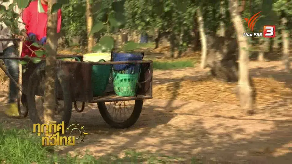 ชาวสวนกาฬสินธิ์ขายพุทรานมสดทางไปรษณีย์