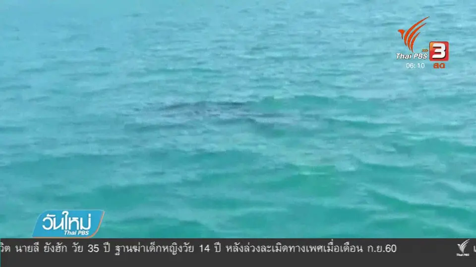พบฉลามวาฬในอ่าวพังงา