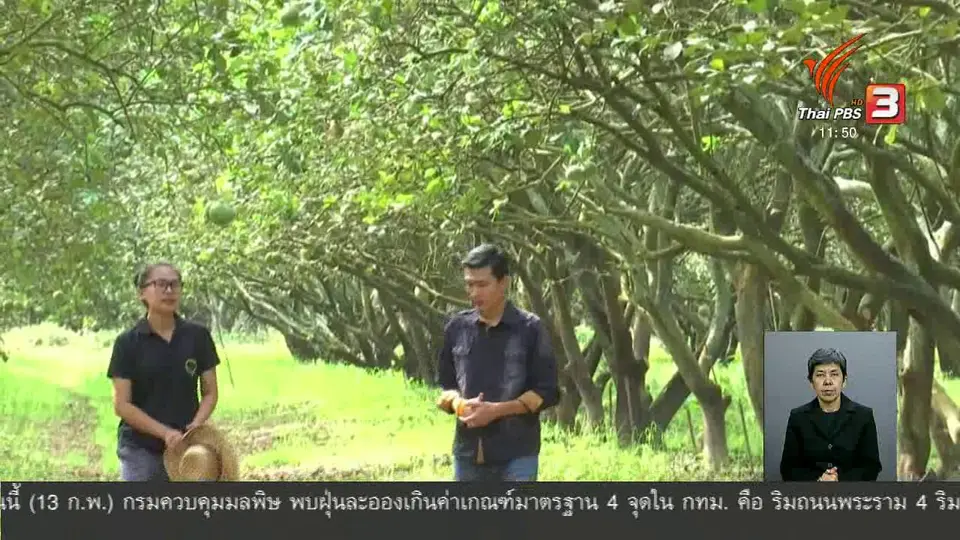 ตะลุยทั่วไทย : ปลูกส้มโอกระเช้า