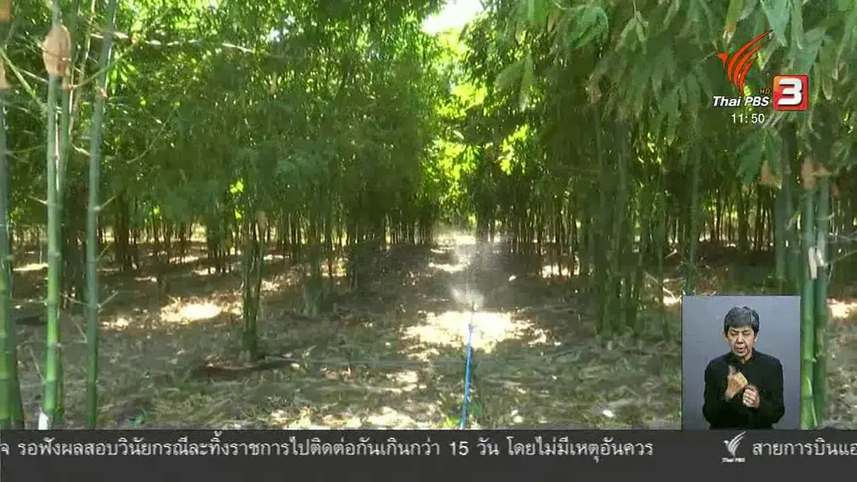 ตะลุยทั่วไทย : ไผ่กิมซุง