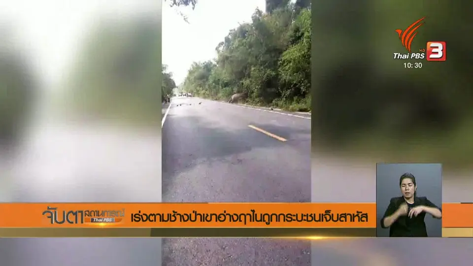 เร่งตามช้างป่าเขาอ่างฤาไนถูกกระบะชนเจ็บสาหัส