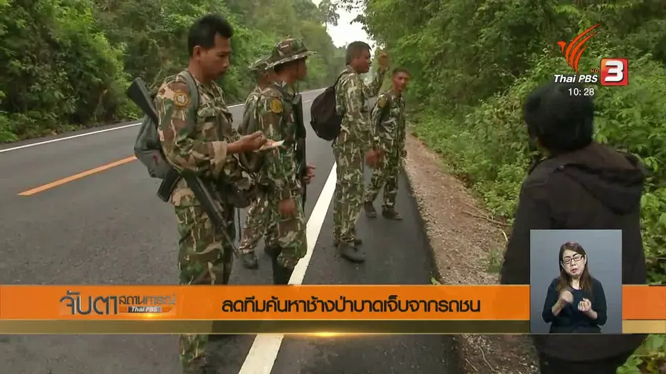 ลดทีมค้นหาช้างป่าบาดเจ็บจากรถชน