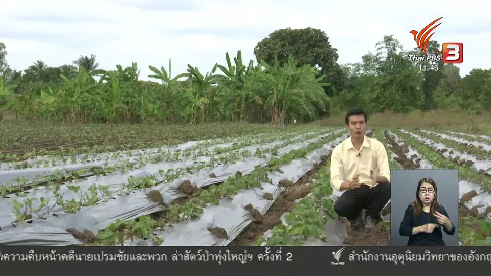 ตะลุยทั่วไทย : ปลูกมันเทศญี่ปุ่น