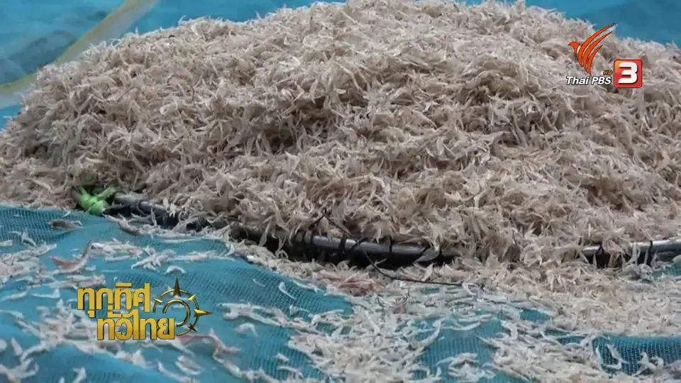 ชุมชนทั่วไทย : เยือนหมู่บ้านทำกะปิเมืองสตูล