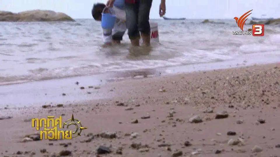 วิถีทั่วไทย : หาหอยตลับที่หาดนาจอมเทียน