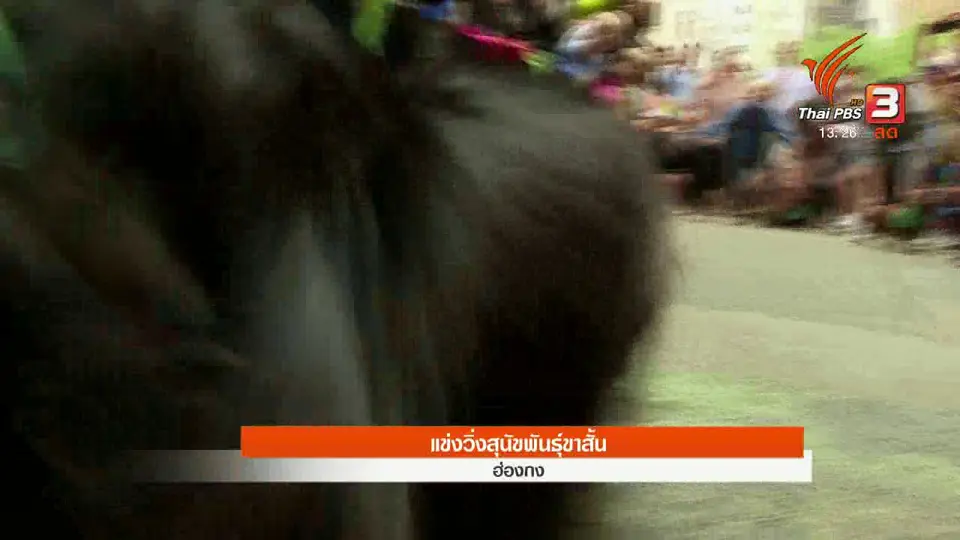 แข่งวิ่งสุนัขพันธุ์ขาสั้น