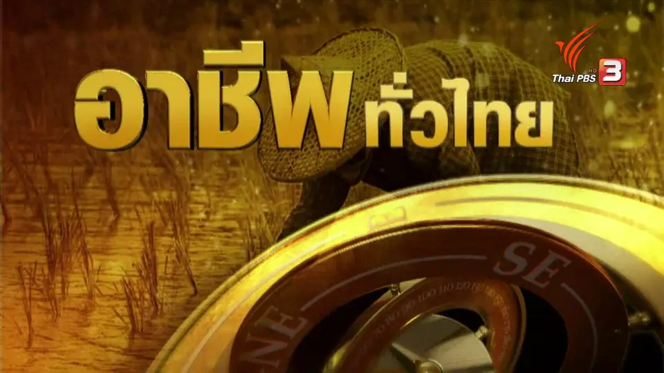 อาชีพทั่วไทย: ชาวสิงห์บุรีปลูกบัวตัดดอกเป็นอาชีพเสริมจากทำนา