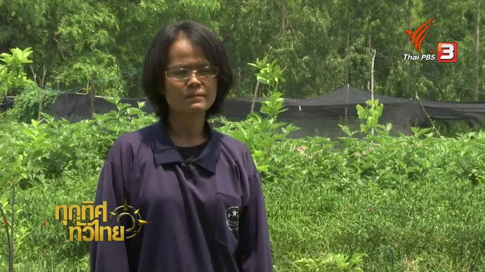 อาชีพทั่วไทย : เกษตรขอนแก่นรวมกลุ่มปลูกผักปลอดสารพิษส่งห้าง